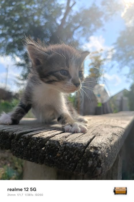 Отдам котят в добрые руки
