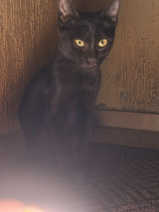 Отдаём котят в добрые руки!