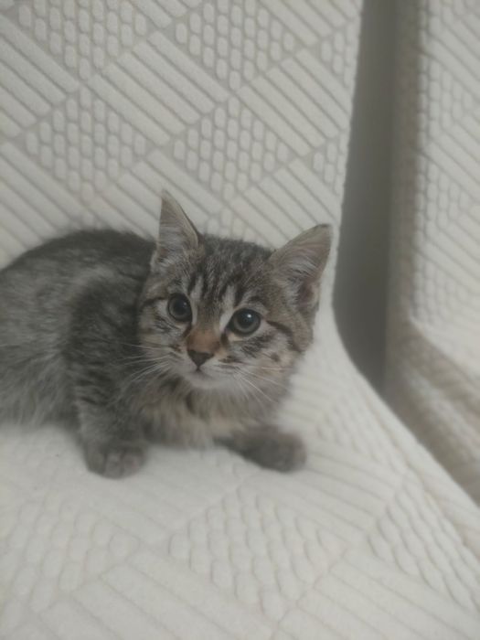 Отдам бесплатно котят