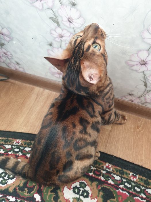 Продаётся Котёнок Бенгальский чистокровный