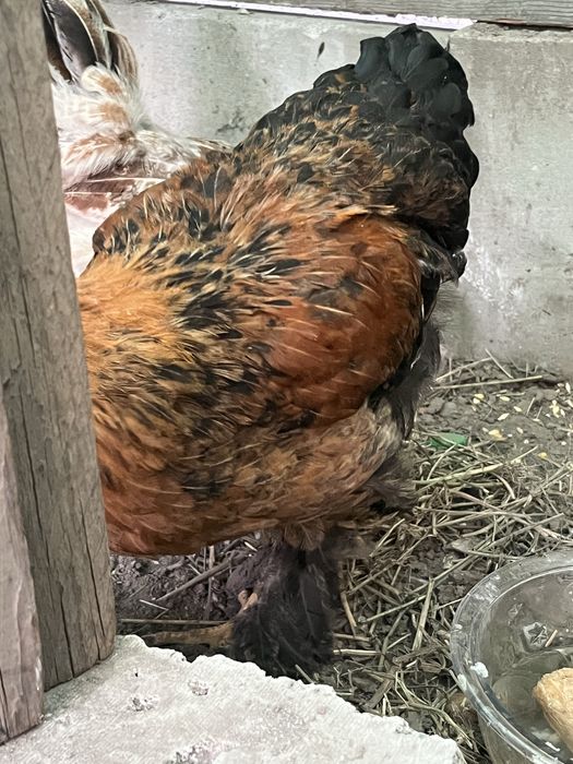Продам домашных куры и петух