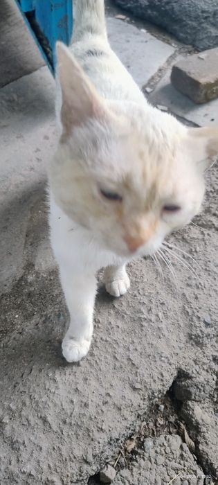 Найден кот  Алматы 1
