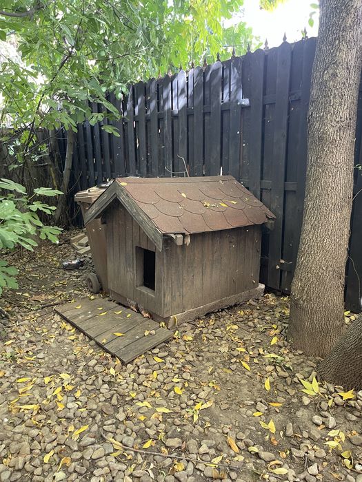 Cușcă cățel curte