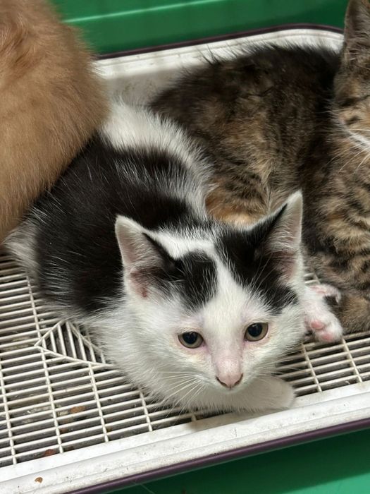 Котята в добрые руки!