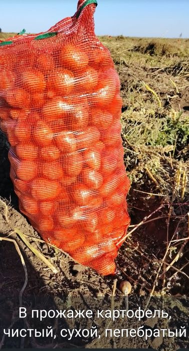 Продам картофель домашний