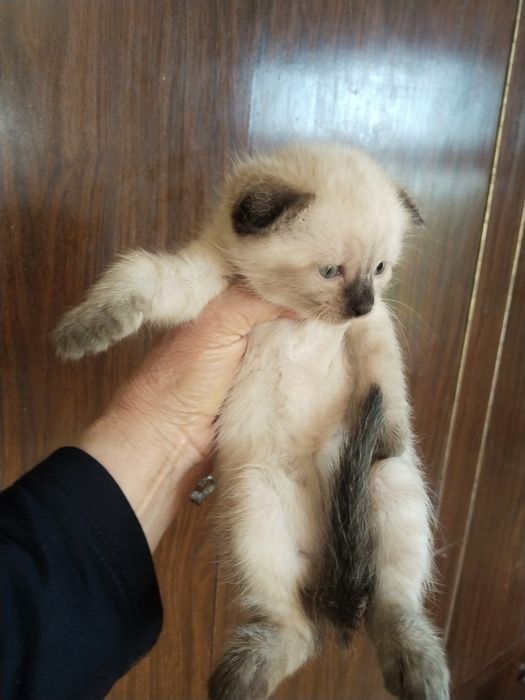 Продается котенок!