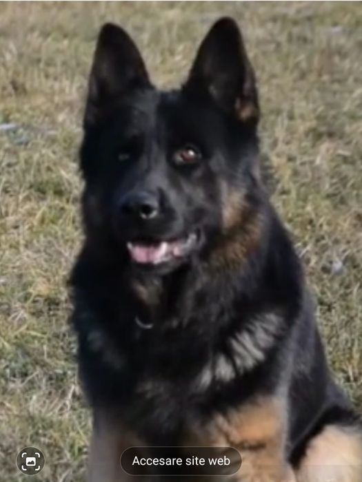 Ciobănesc  german cu pedigree