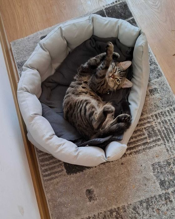 Motanel spre adoptie!