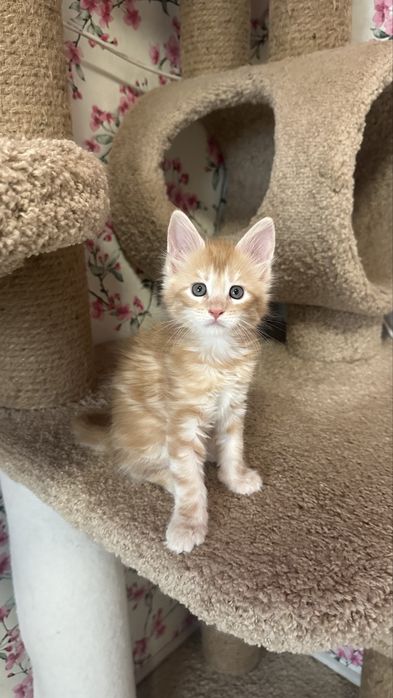 Питомник:Котят:Породы:Мейн-Кун