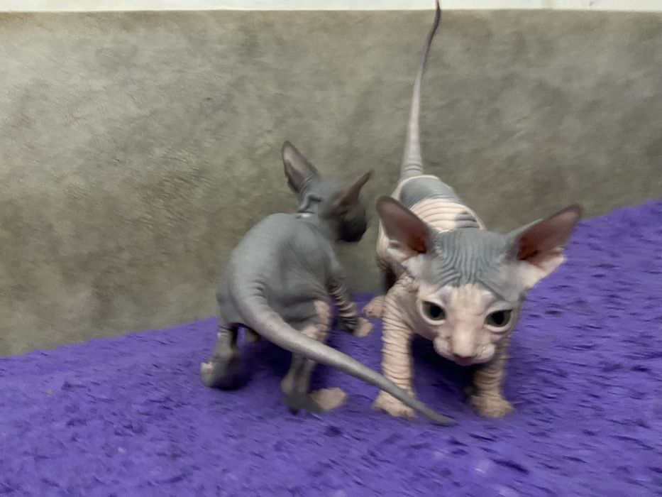 Очаровательные малыши сфинкса