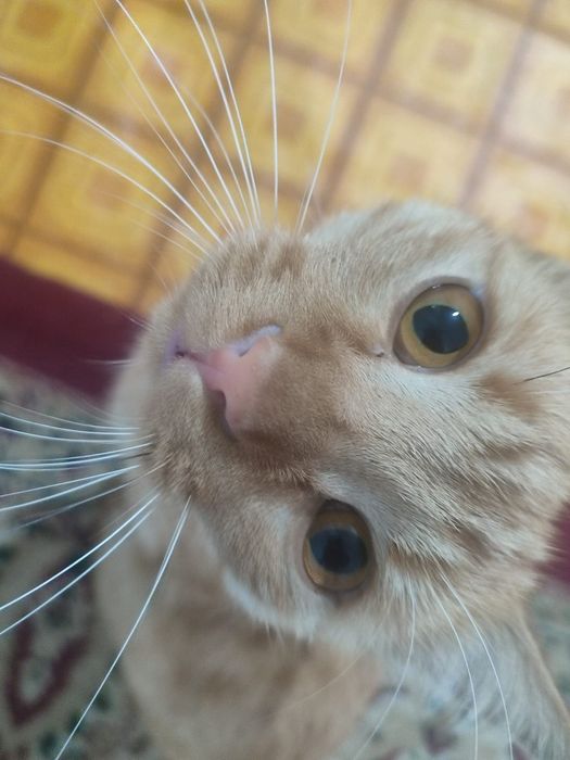 Пропал рыжий кот!