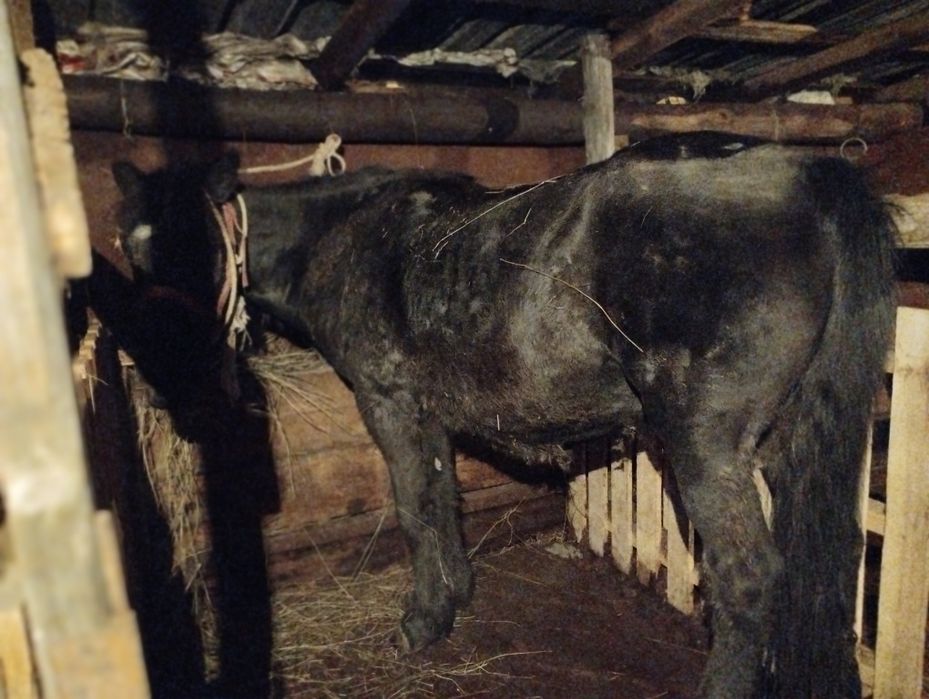 Бие сатылады откорм