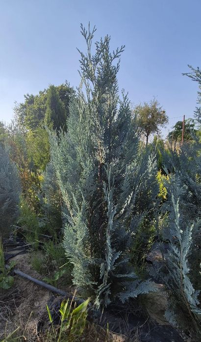 Leylandi, tuia ,chiparos