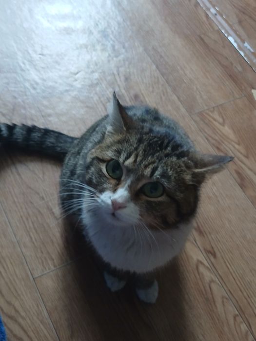 Красавица Стелла дарю