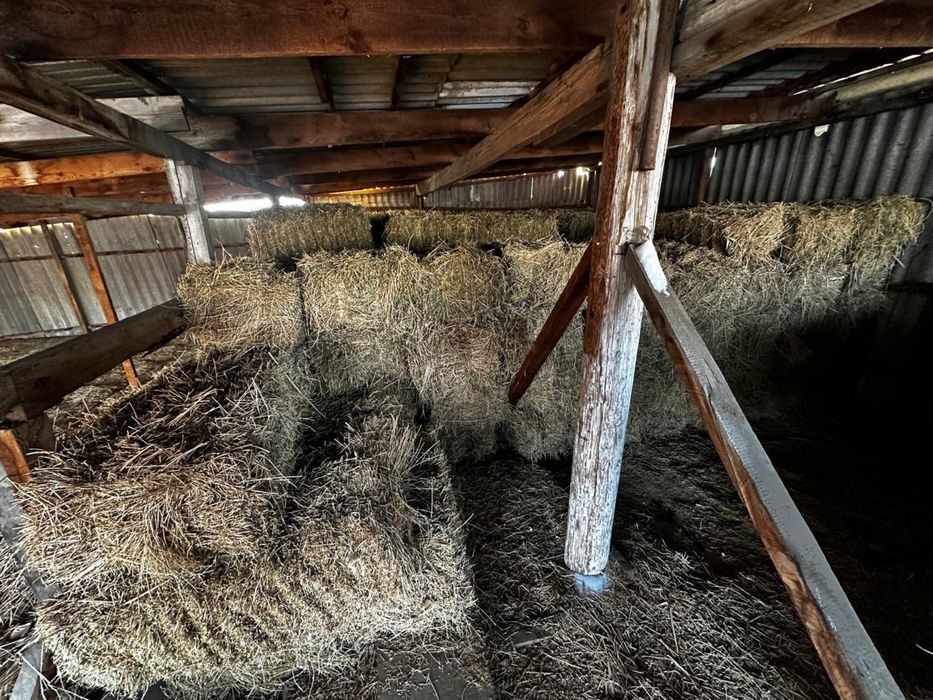 Сено Люцерна первый кос