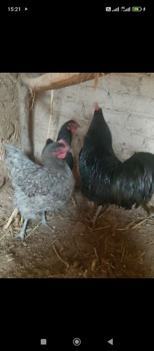 Джерский гигант сатылады