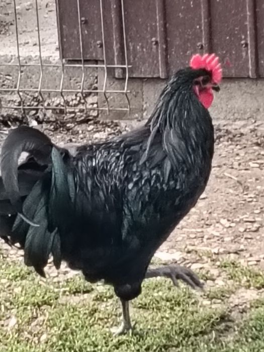 Cocoș australorp
