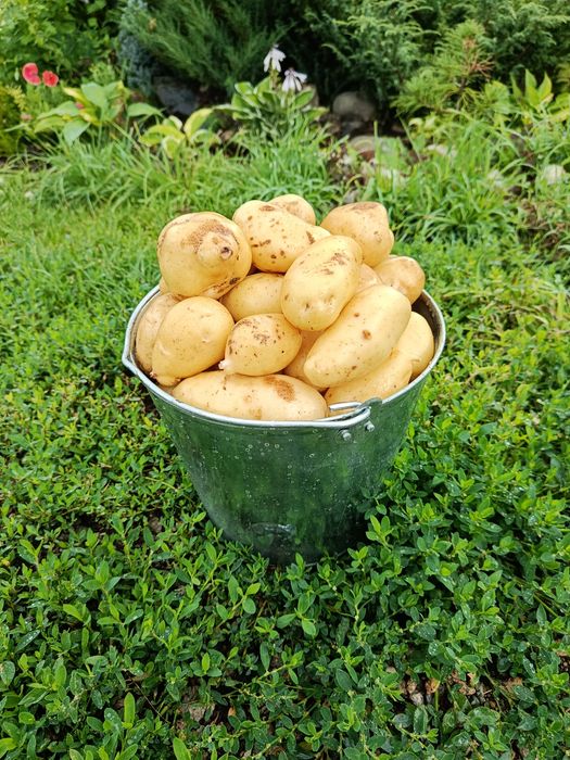 Продам картофель свежий.