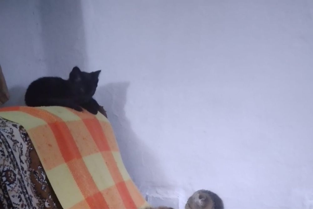 Отдам котят срочно