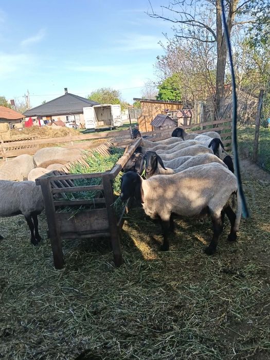Carabase sarbesti