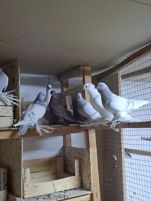 голуби птицый продам