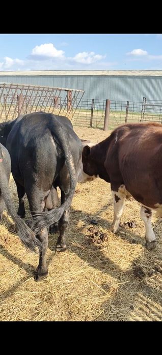 Продам КРС быки, тëлки, коровы, телята