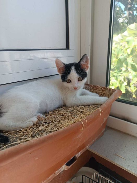 Подарявам женско коте