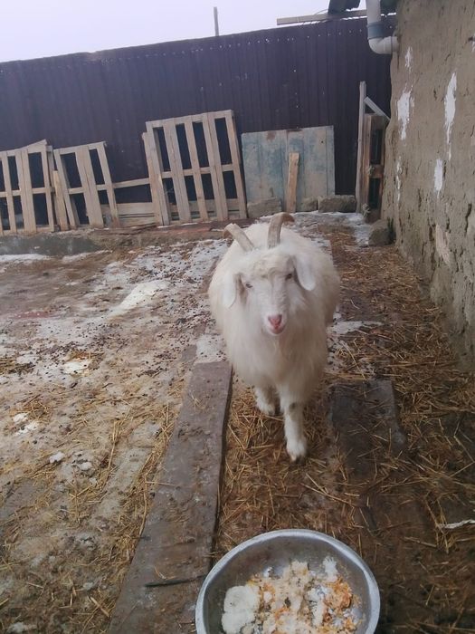 Еки ешки сатылады