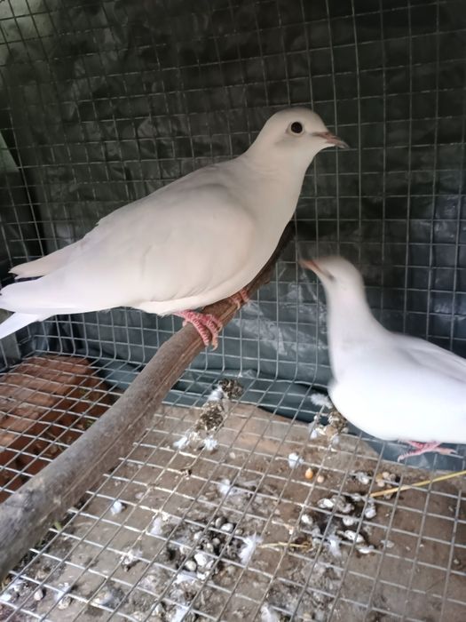 Porumbei misirlii voiajori albi și turturele