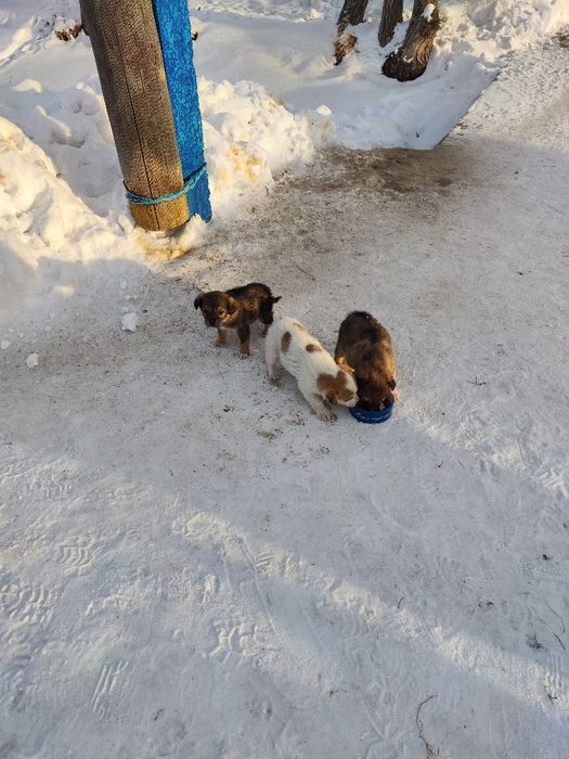 Щенята маленькие 5 штук