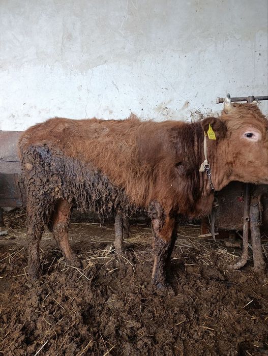 Yosh Buqacha Sotiladi