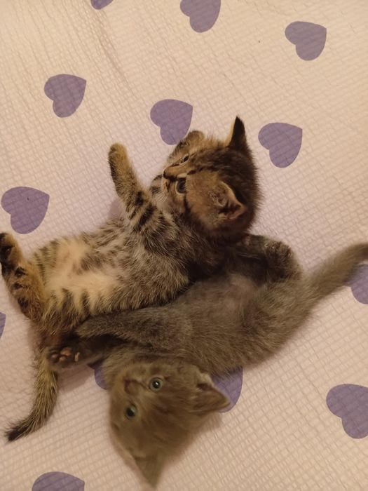 Британский котята