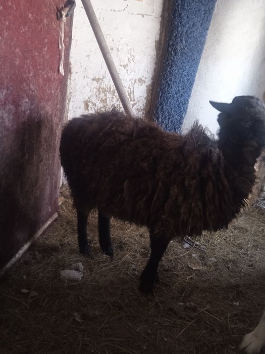 Қой баран  с доставкой