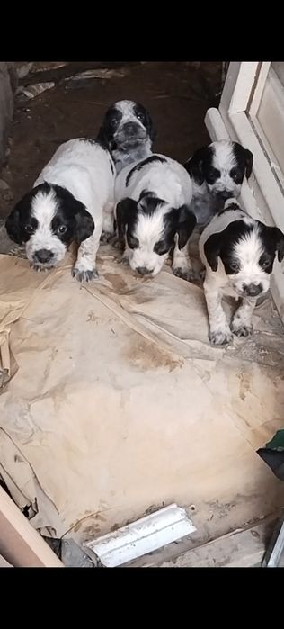 Щенки русский спаниель