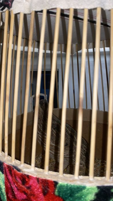 Bedana Italia sayroqi