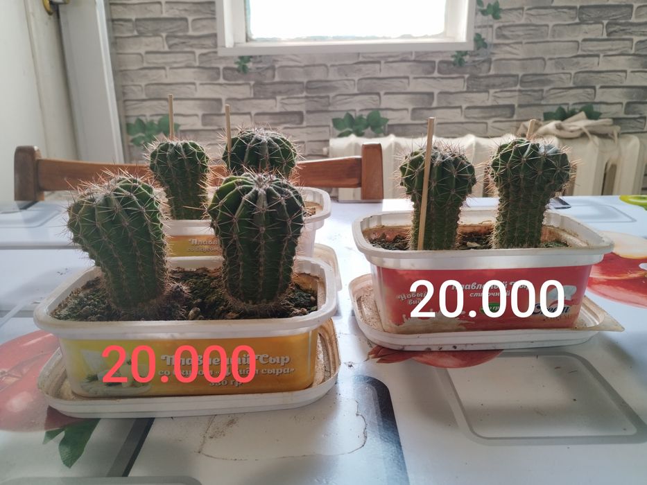 Срочно продам кактусы эхинопсис
