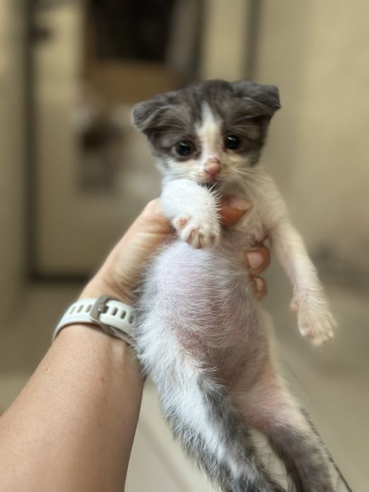 Котята бесплатно