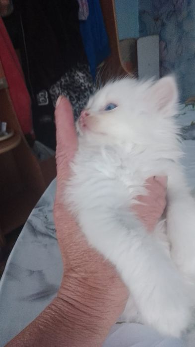 Отдам котят турецкой ангоры