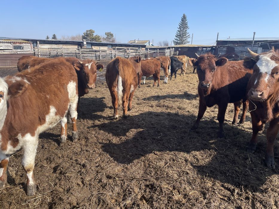 Продам 7 быков 6 телок с откорма