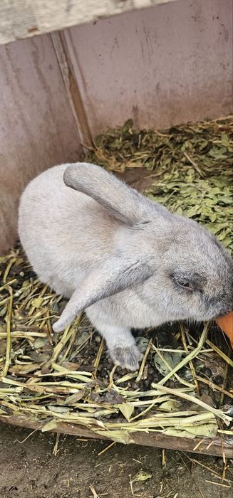 продаётся кролик малчик