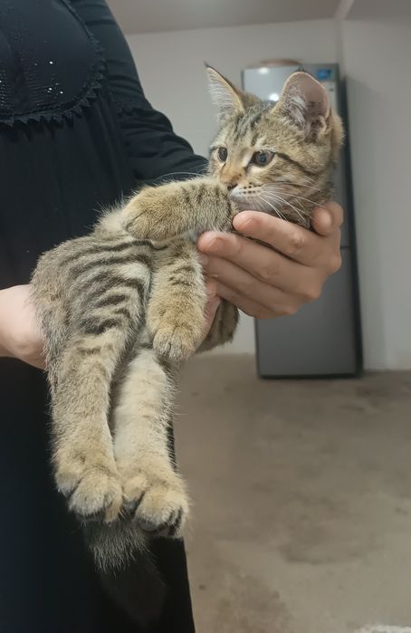 Отдам котёнок в хорошие руки