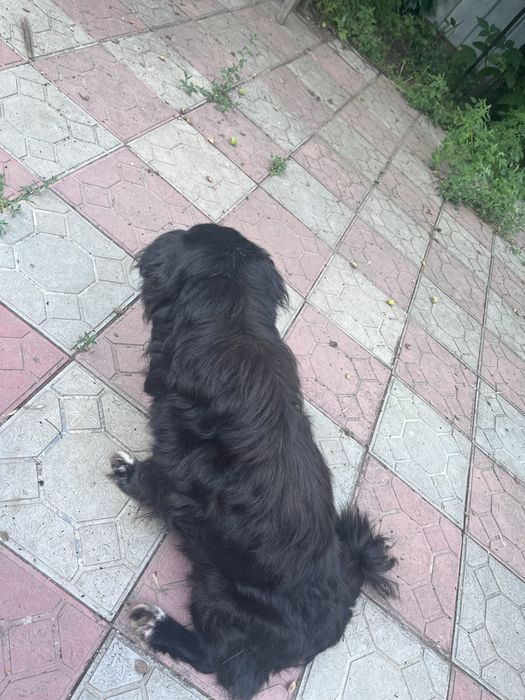 песик ищет семью