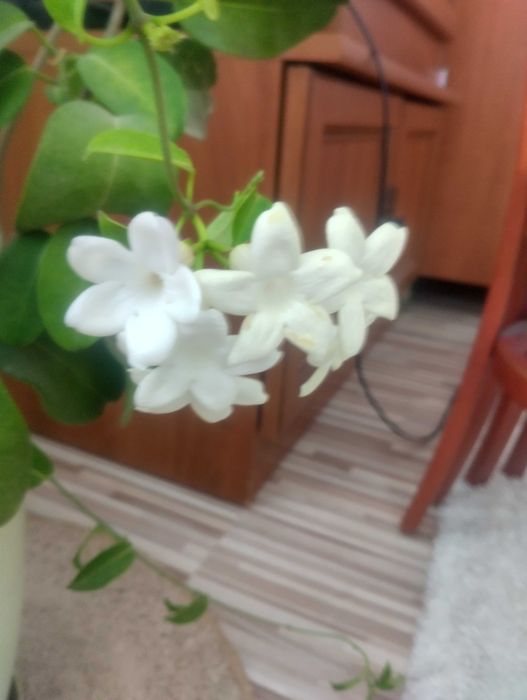 Продавам цветя в саксия