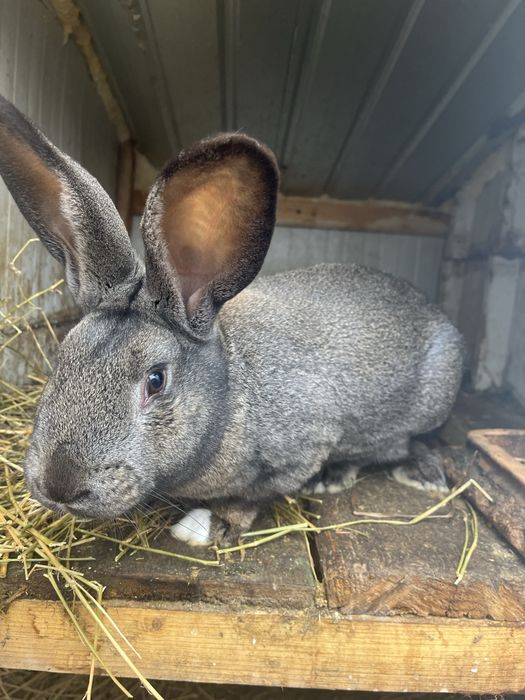 Mascul Hycole Francez