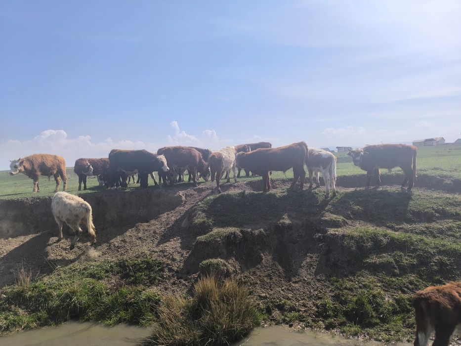 Бұқалар сатылады