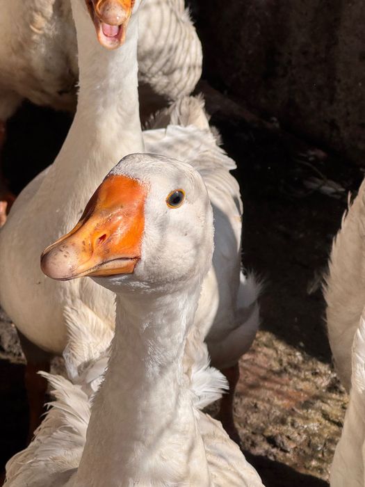 Гуси Линда суточные недельные