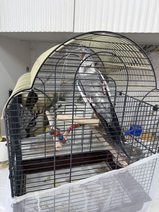 Попугай Корелла дружелюбная и ручная