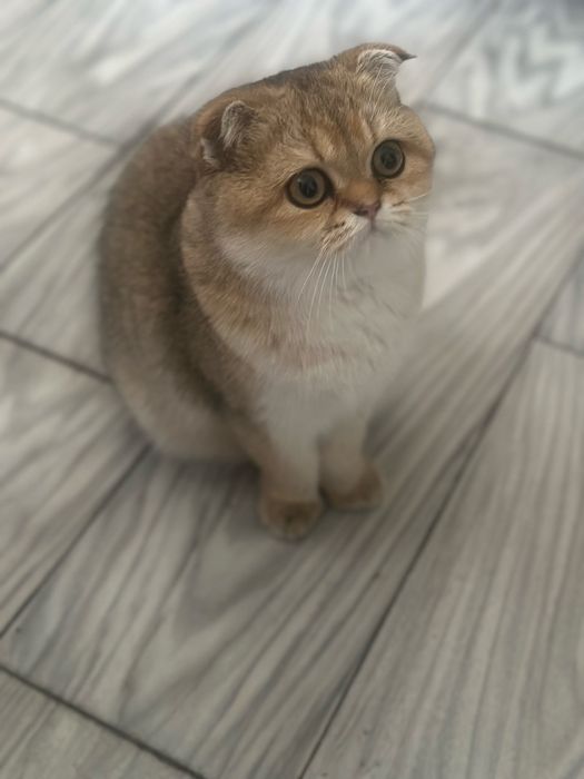 Вислоухая золотая шиншила