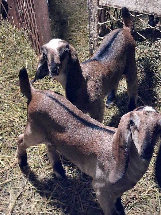 Козлята-мальчики