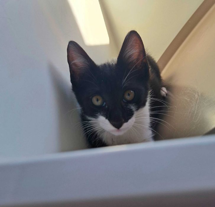 Adoptie pui de pisica motanel,ioachim